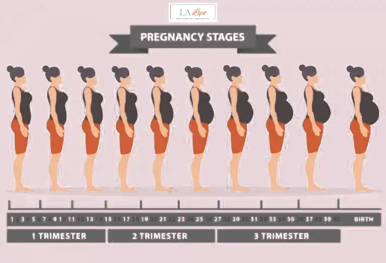 First Trimester (Weeks 1–12): Early Changes You Might Not Notice Waltham's Cross